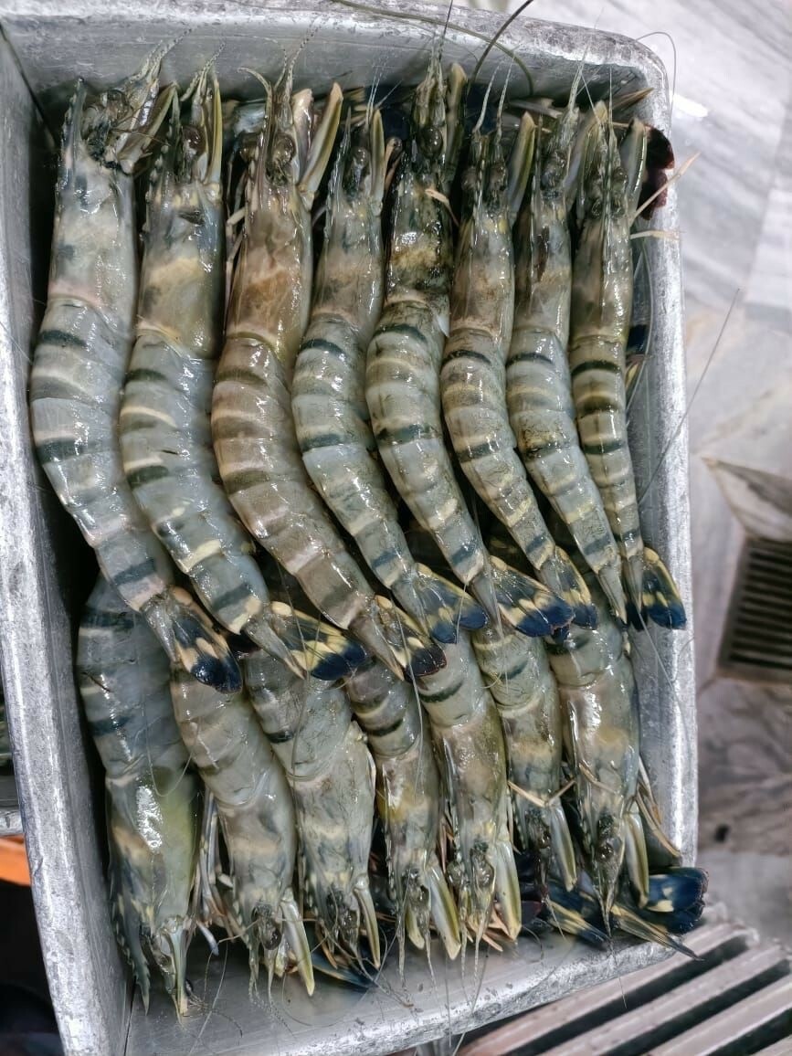 Tiger praws 503